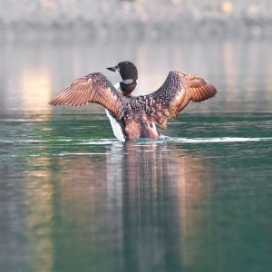 Loon stretching in Preble Cove, Sullivan. Photo credit Jeff DiBella.