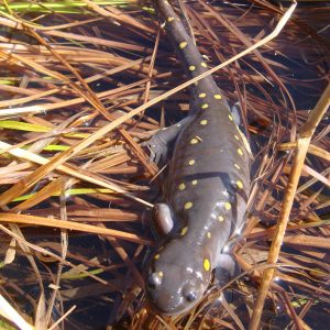 Yellow spotted salamander, Ambystoma maculatum. Photo credit Tom Sidar.