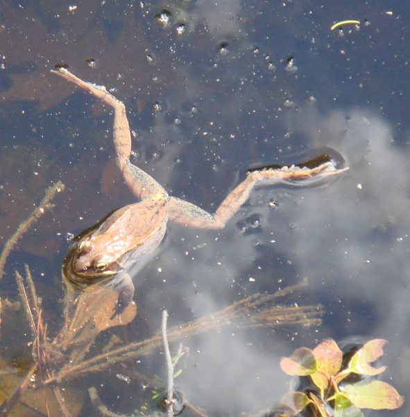 Wood frog, Rana sylvatica. Photo credit Tom Sidar.