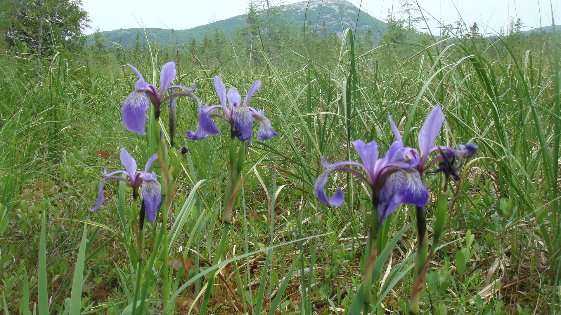 Wild Irises_Schoodic Mountain
