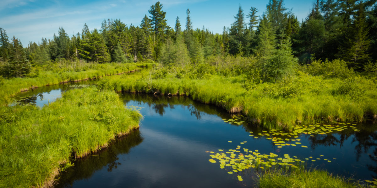 Frenchman Bay Community Forest