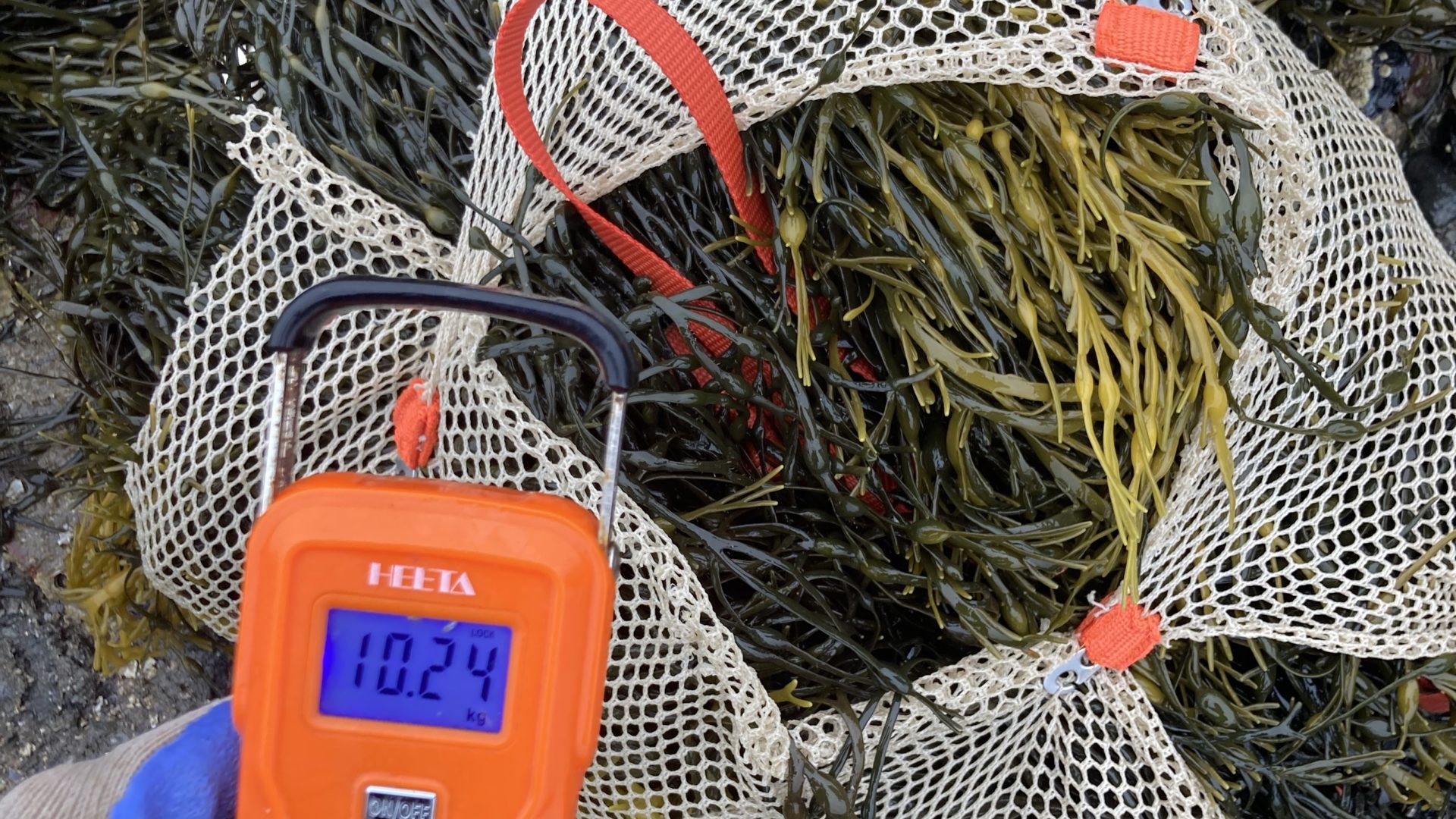 Weighing seaweed