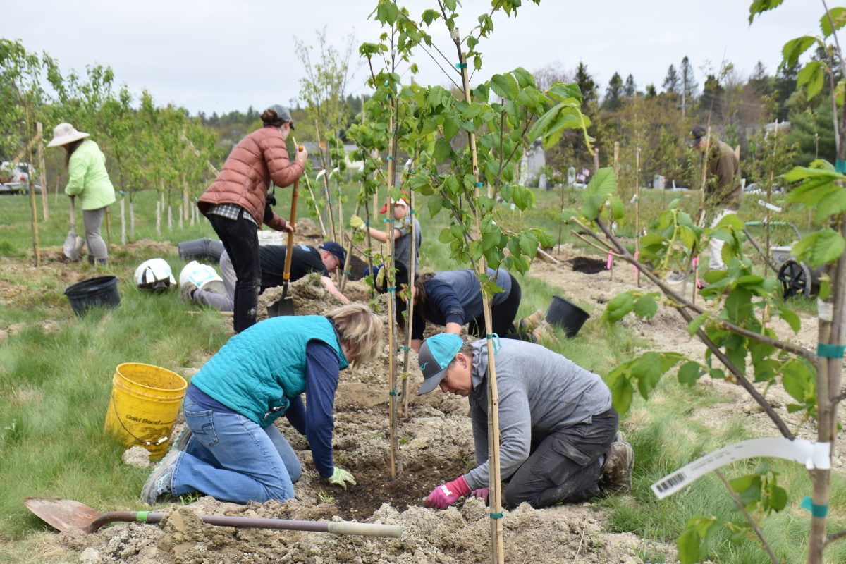 Ellsworth-Tree-Planting-Jordan-Homestead