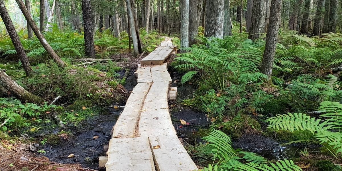 Fern Walk at Simon Trail Preserve