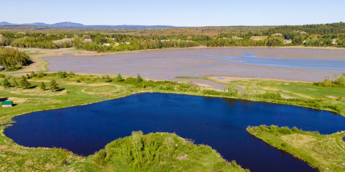 Frenchman Bay Conservancy Awarded $1 Million Grant for Tidal Salt Marsh Restoration from the U.S. Fish and Wildlife Service