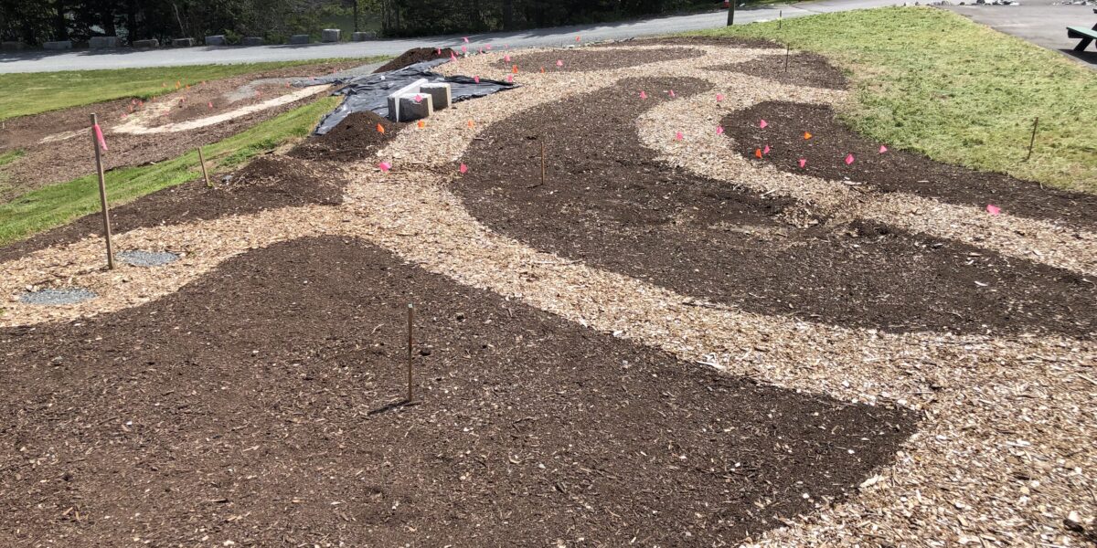 Landscaping with Perennials: How to Design a Maine Native Plant Garden
