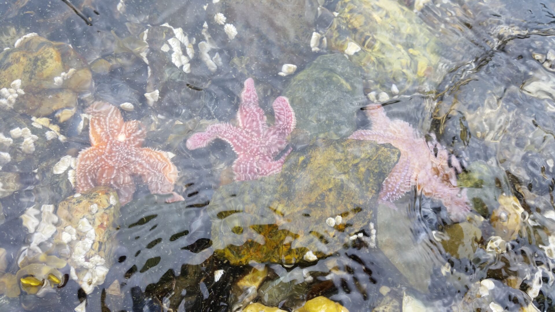 Tidal Falls_Starfish_Eileen Hall