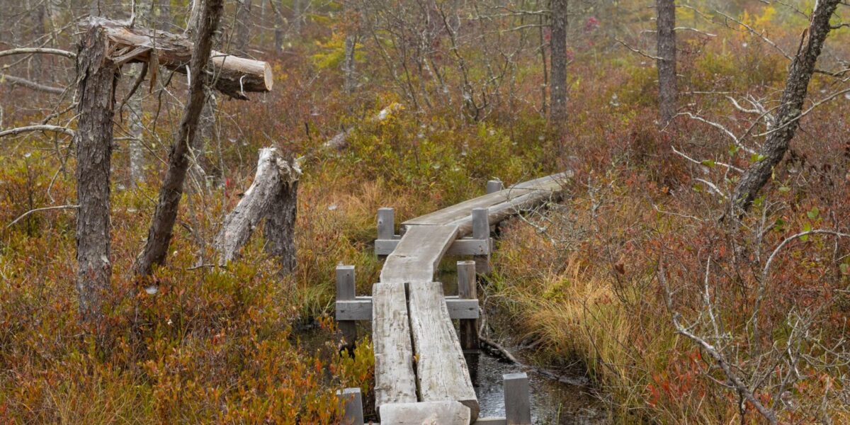 Native Plant Guided Hike at Corea Heath