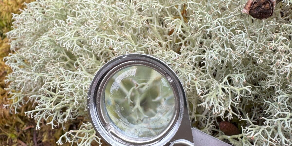 Lichen Walk & Workshop