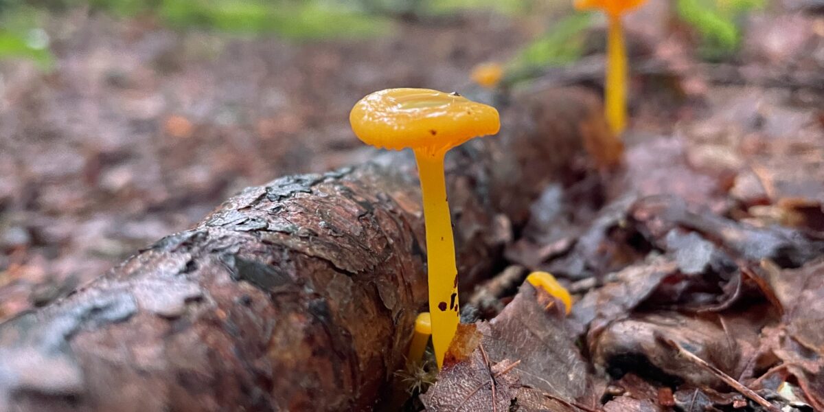 Mushroom & Seaweed Walk at Taft Point