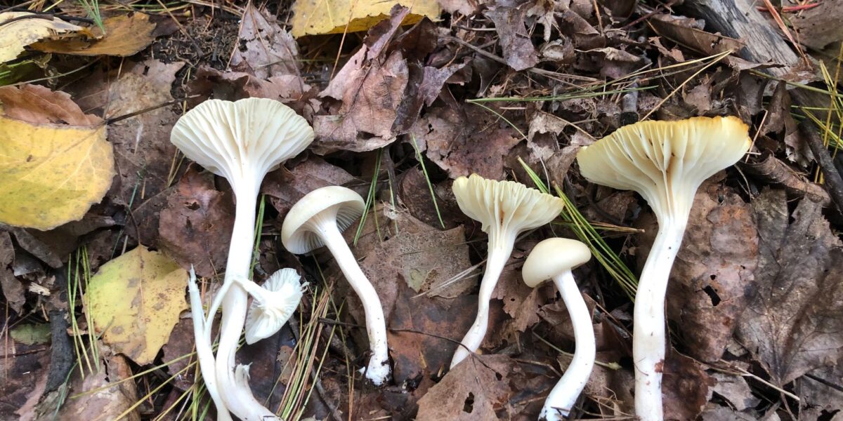 Mushroom Hike at Indian Point – Ellsworth Public Library’s Mushroom Week