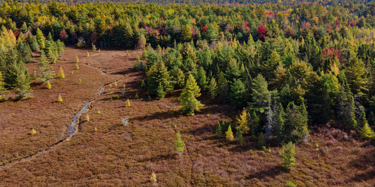 Guided Walk in the Woods with Out in the Open and Maine Outdoor School