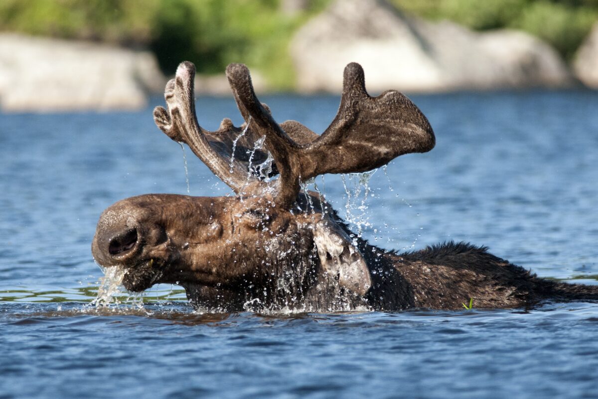 Moose Emerging from Water — Gerry Monteux