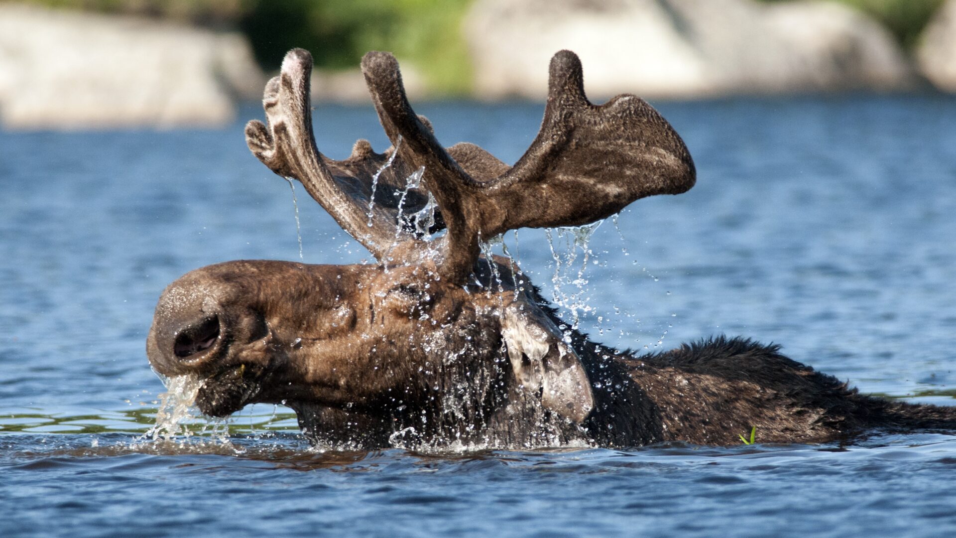 Moose Emerging from Water — Gerry Monteux