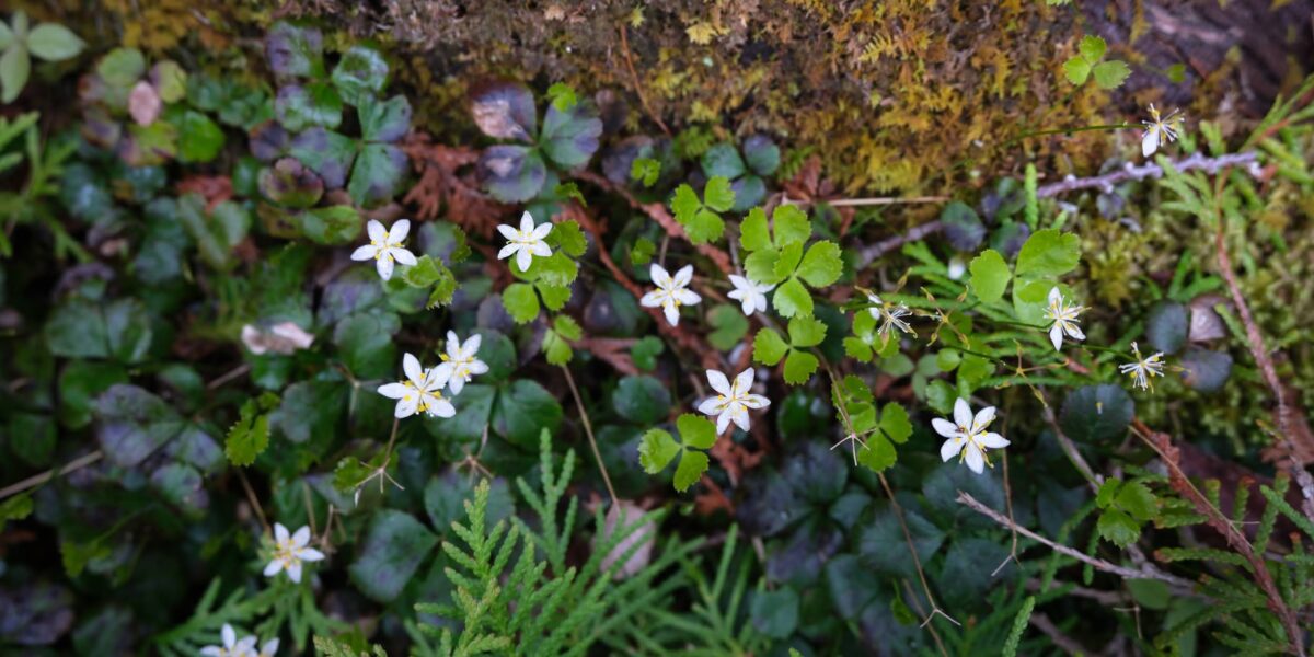 Stories From Here: A Nature Writing Contest