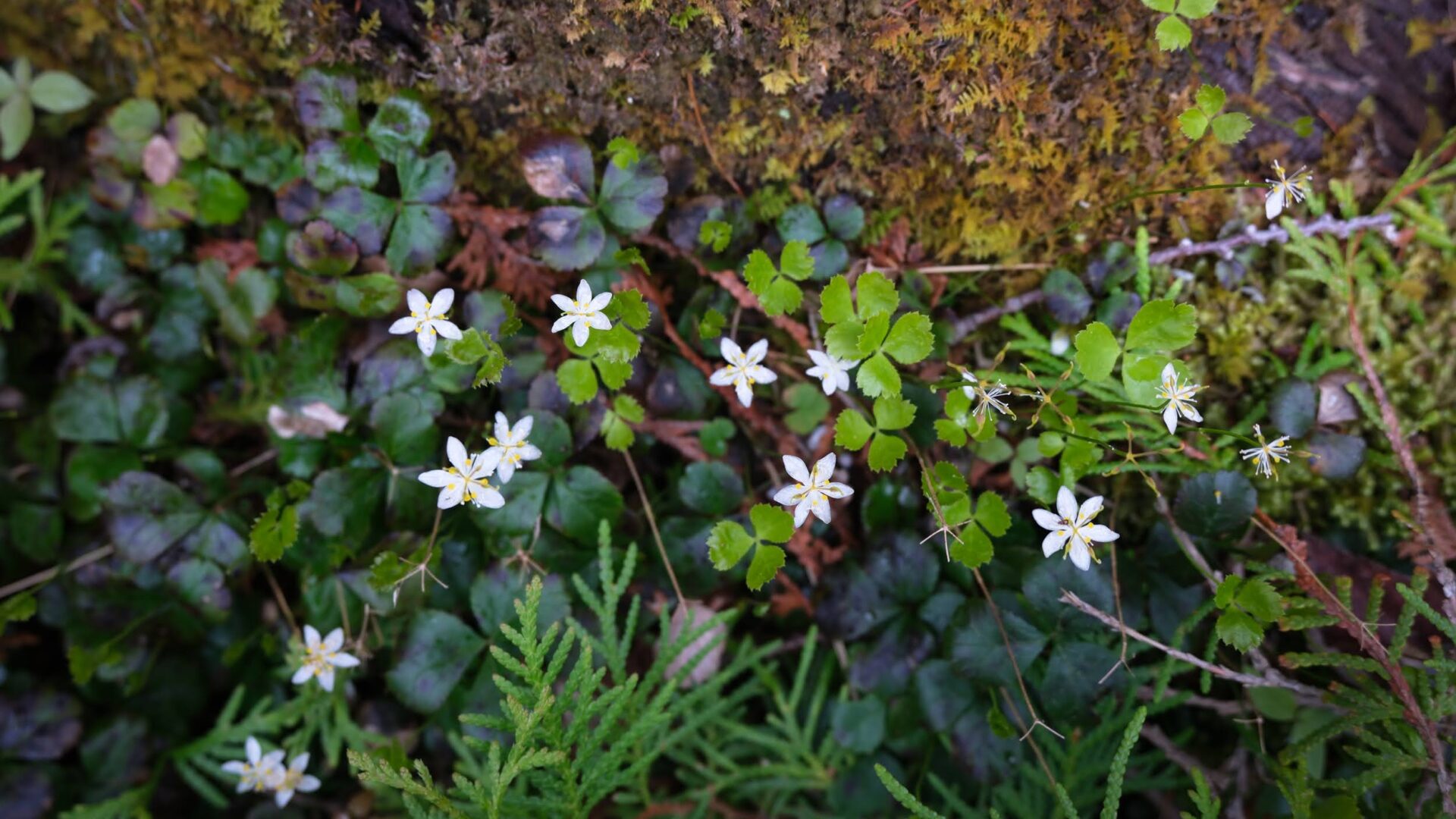 DayRidges2025-1091 (1)