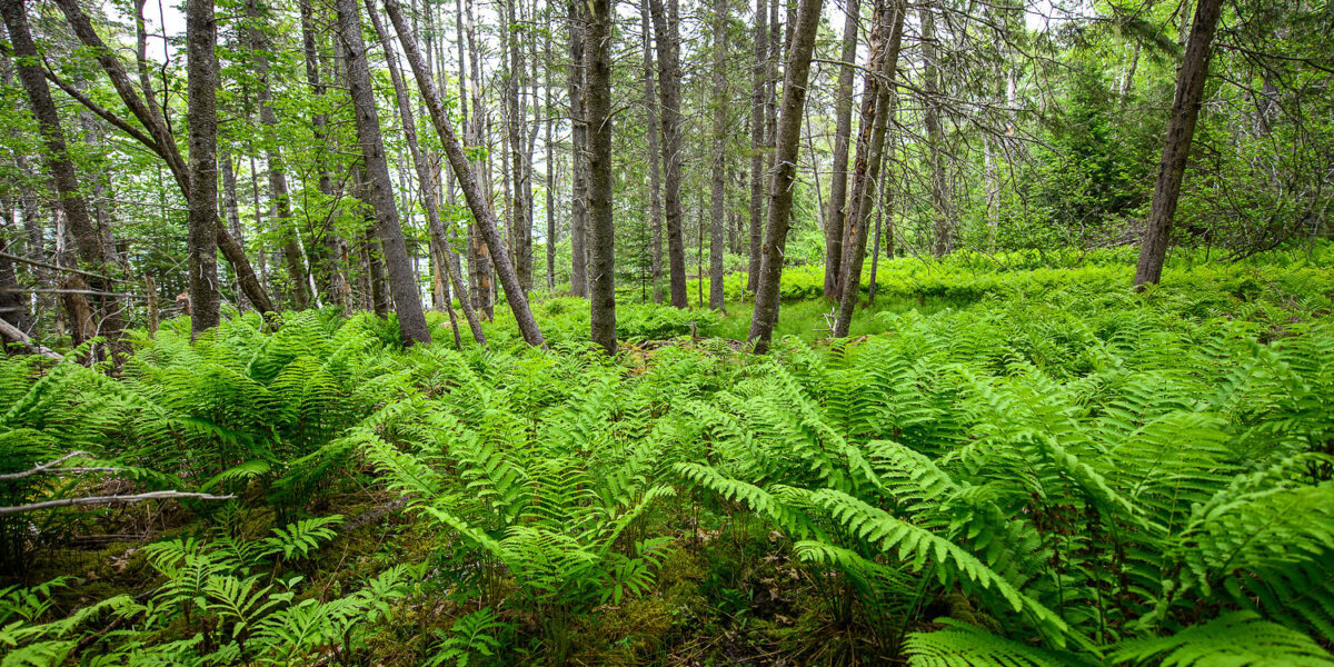 Forest Bathing with Shep Erhart