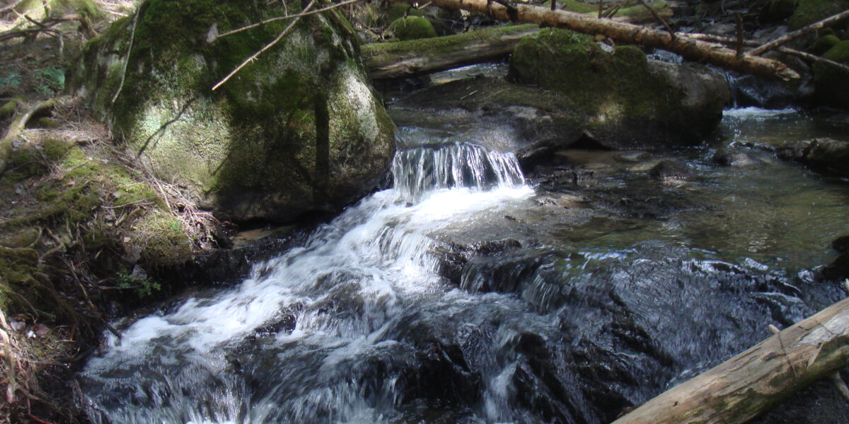 Card Brook Clean-up: Volunteer Event