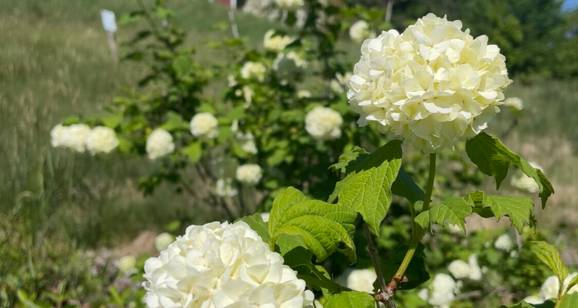 Tidal Falls Native Garden Clean-up: Volunteer Event