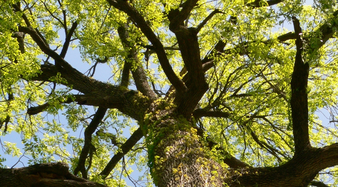 Ash Tree Significance in Culture and Ecology