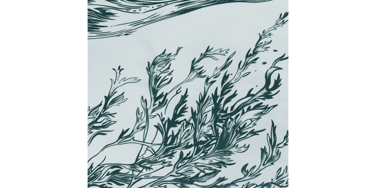 Seaweed Social: Voices of Frenchman Bay