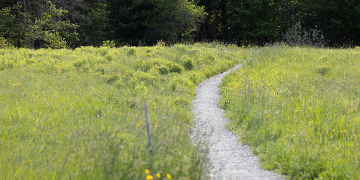 Rooted Together: An LGBTQ+ Naturalist Walk