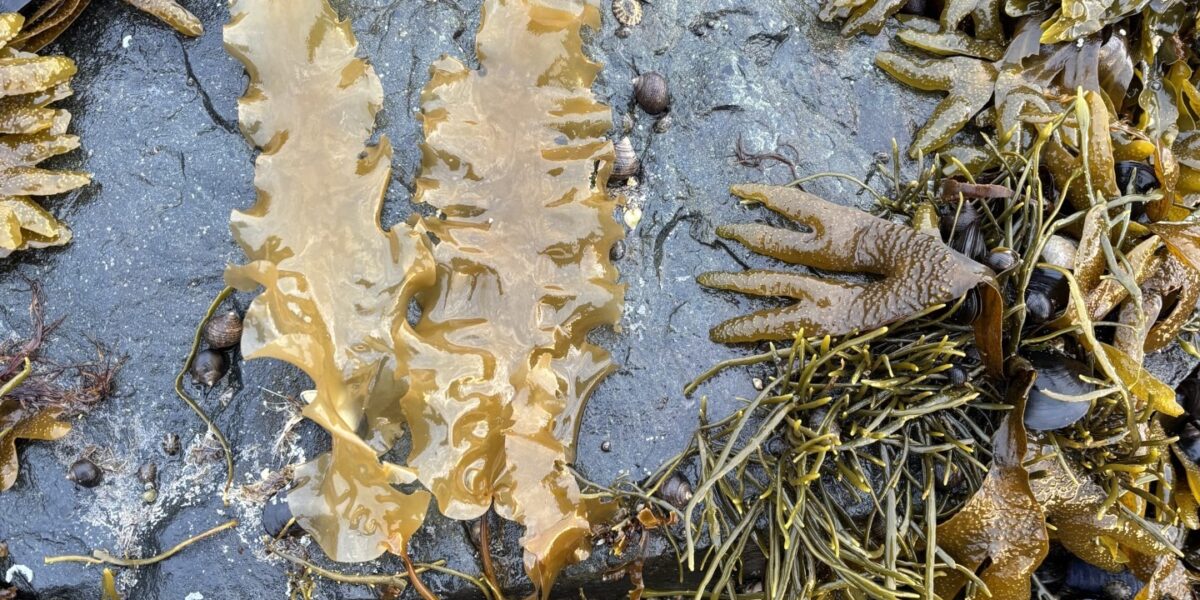 Up Close with Seaweeds